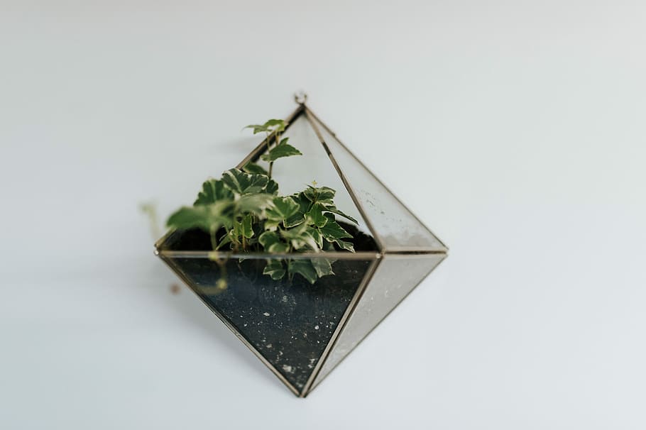 green leafed plant on glass vase, green and white leaf plants on hanged wall art HD wallpaper