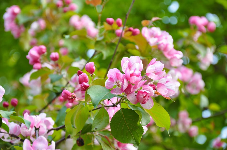 spring, bloom, flowers, flowering tree, branch, pink, garden HD wallpaper