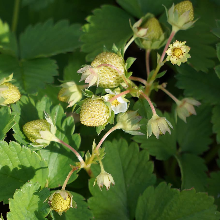 Strawberry, Maturing, green, flower, green color, no people HD wallpaper