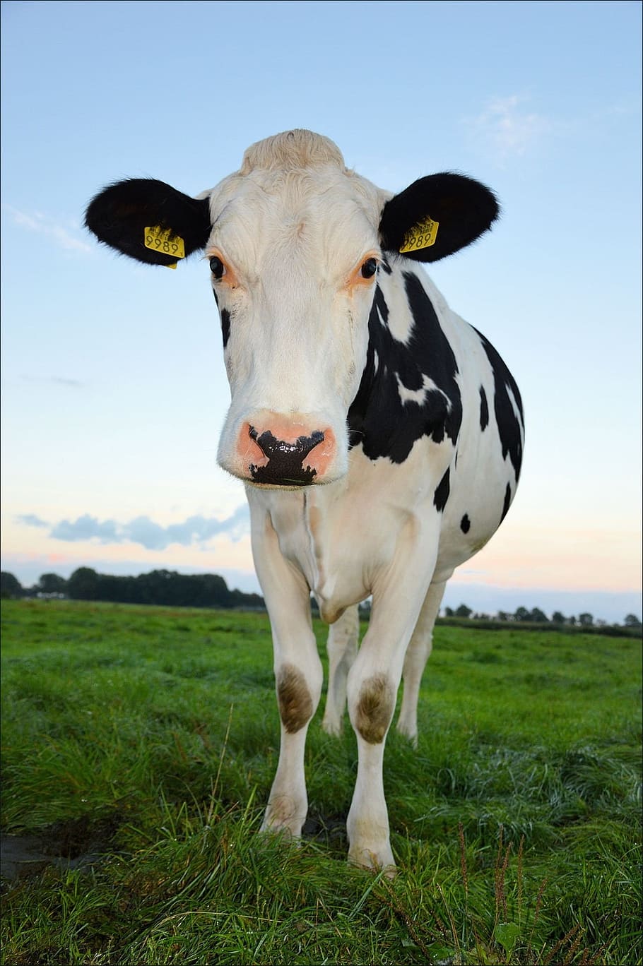selective focus photography of cattle on grass during daytime HD wallpaper