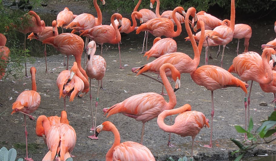flamingo, pink flamingo, bird, group of birds, long legs, crooked beak, HD wallpaper