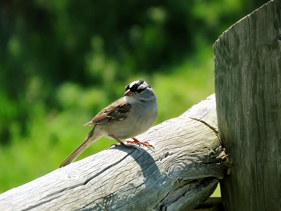 Sparrow, Bird, Nature, Feather, one animal, wood - material HD wallpaper