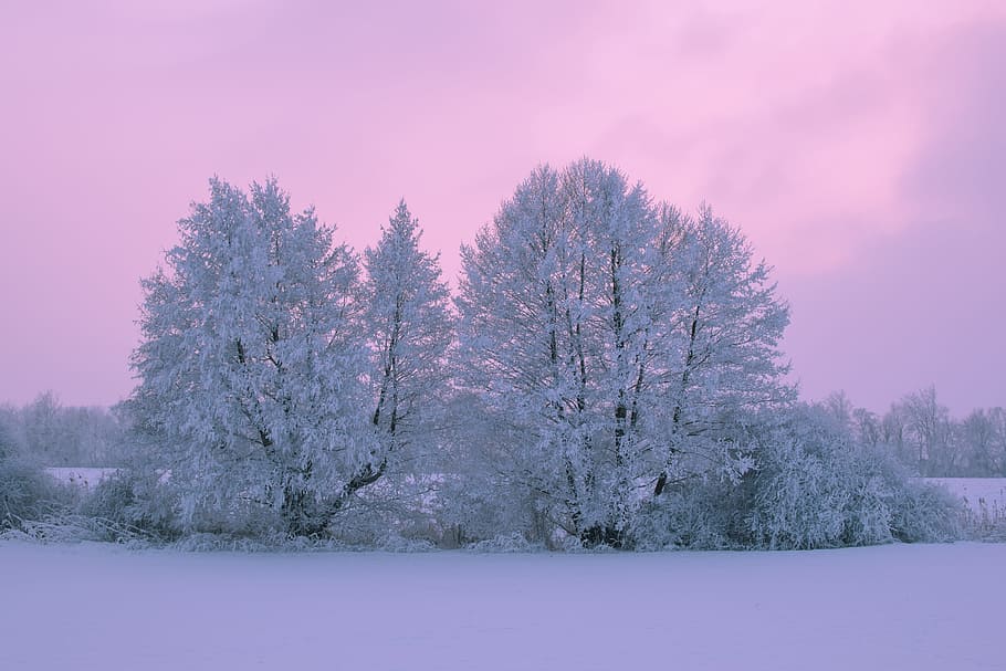 gray leaf trees at daytime, snow, winter, nature, icing, cold temperature HD wallpaper