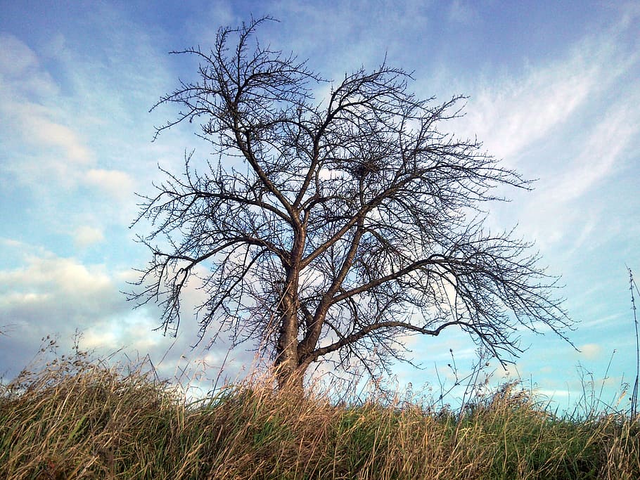 tree, branches, nature, trunk, sky, contrast, cloud - sky, plant HD wallpaper