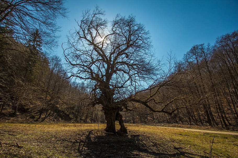 tree, sky, priroda, nature, outdoors, autumn, people, forest HD wallpaper
