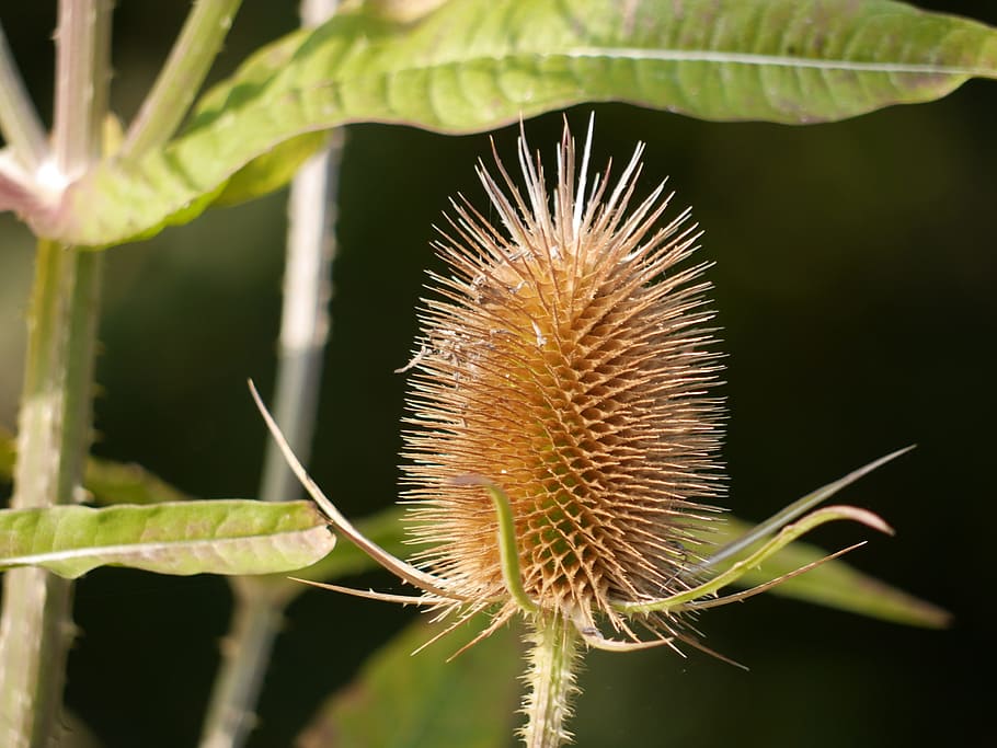 Teasel, Flower, Wild, Seed, seedhead, comb, dry, wildflower HD wallpaper