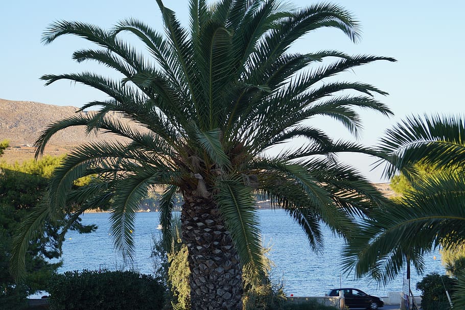 palm, datlová palma, sea, tree, mediterranean, summer, holidays HD wallpaper