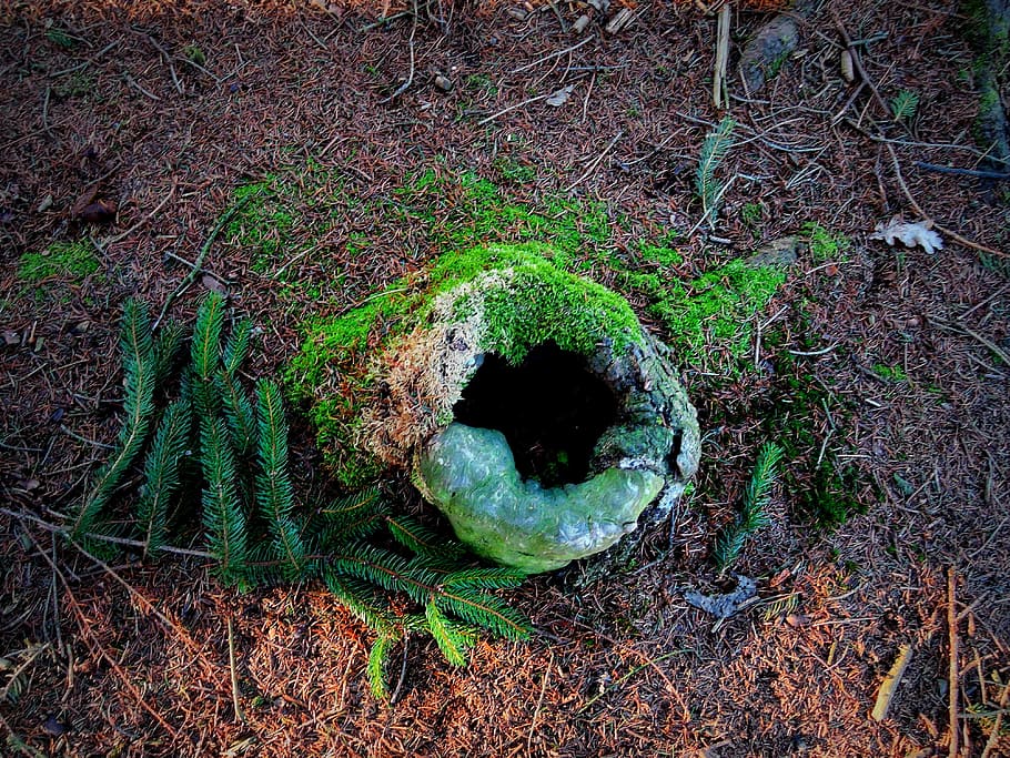 stump, forest, wood, plant, nature, no people, green color HD wallpaper