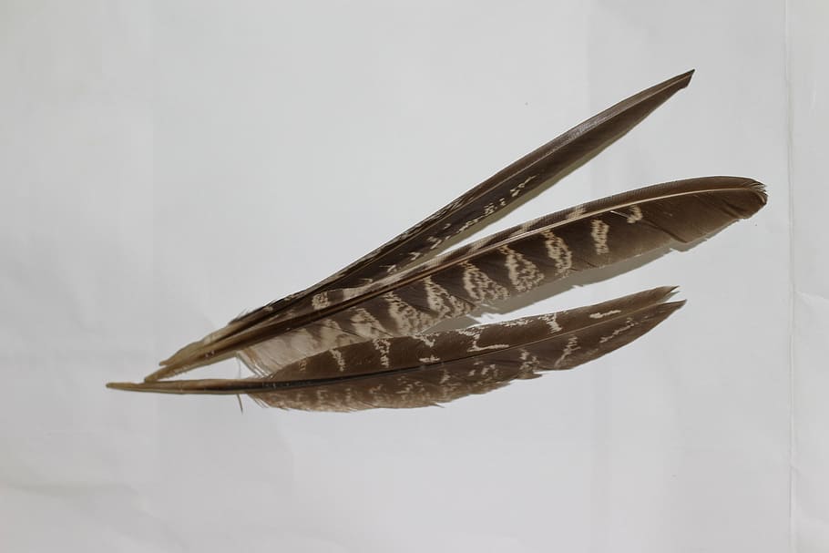 feather, bird, animal, wing, decoration, no people, studio shot HD wallpaper