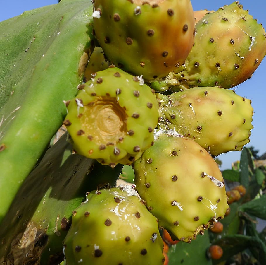 fig, chumbo, fruit, market, food, prickly Pear Cactus, nature HD wallpaper