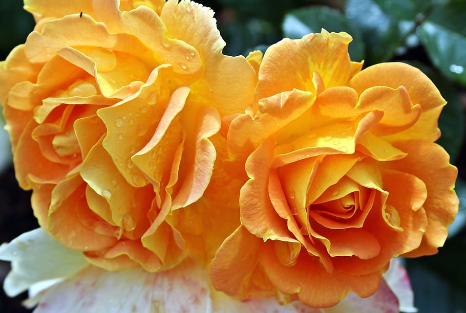 orange rose flower, yellow, close, rose blooms, yellow roses HD wallpaper