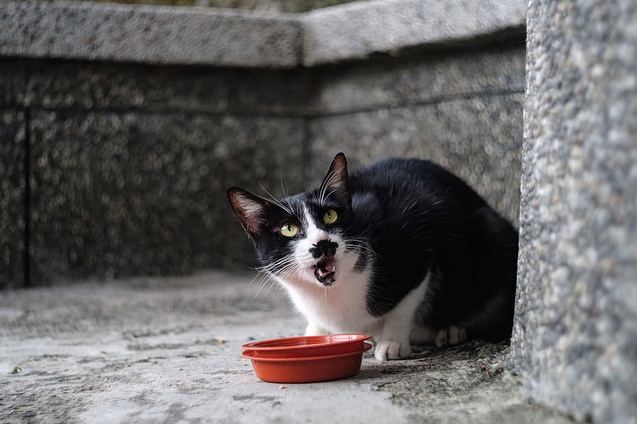 xinbei, monkey cave, cat, domestic, domestic animals, pets HD wallpaper