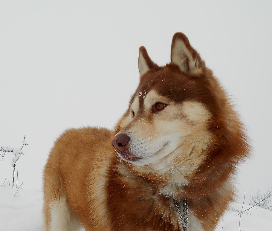 adult brown Siberian husky on snow, dog, pet, friend, hairy, inuki