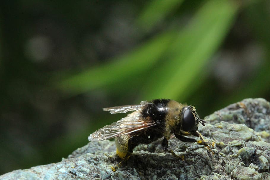 insect, bee, pollination, close up, macro, nature, animal wildlife HD wallpaper