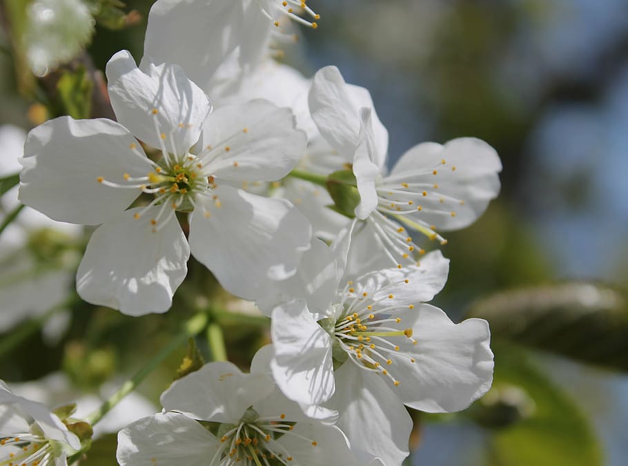 cherry flowers, white, bloom, flowering tree, spring, background HD wallpaper