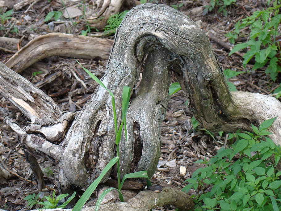 Snagit, Roots, Dry, Curves, Stick, Grass, natural, sculpture HD wallpaper
