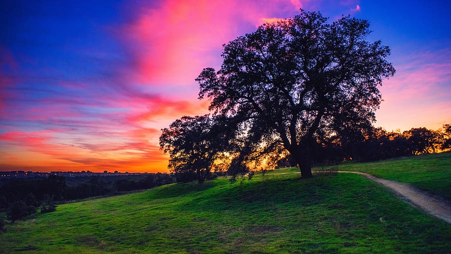 green, grass, lawn, path, tree, plant, sky, cloud, sunset, highland HD wallpaper