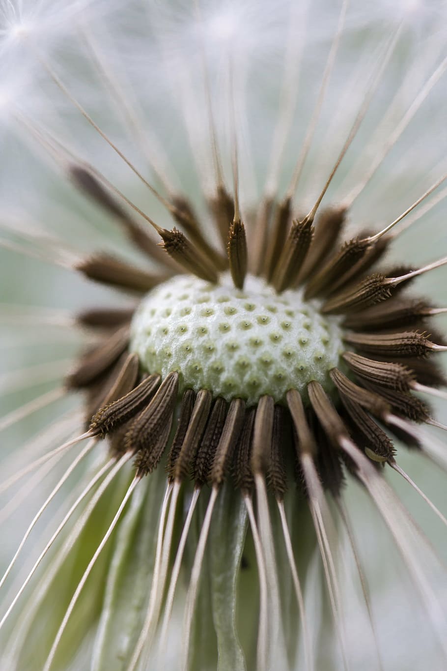 macro photography brown and green dandelion flower, nature HD wallpaper