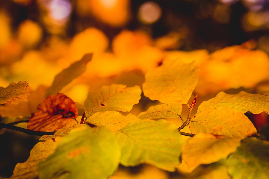 macro shot of leaves, closeup photo of yellow leaf, autumn, fall HD wallpaper