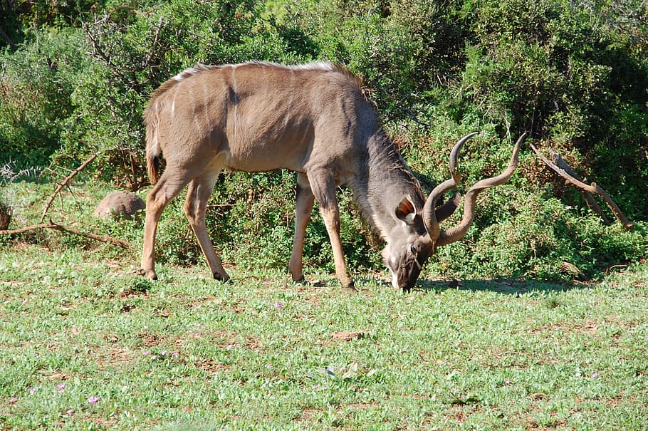 South Africa, Kudu, Wild, Nature, wildlife, animals, mammal, HD wallpaper