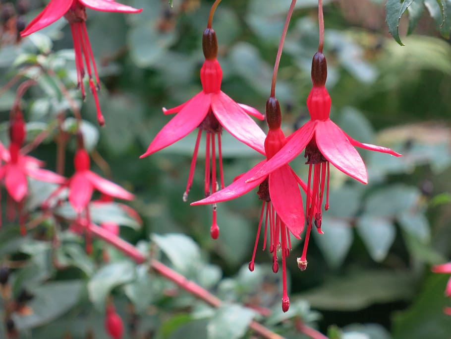 Fuchsia, Flowers, Magenta, Close, red, evening primrose greenhouse HD wallpaper