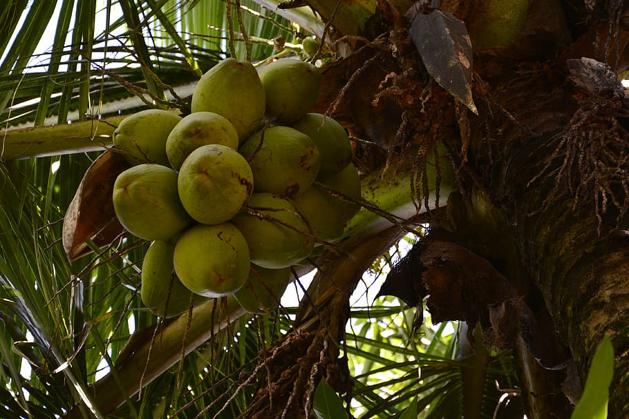 coconut tree, greens, nature, food and drink, fruit, healthy eating HD wallpaper