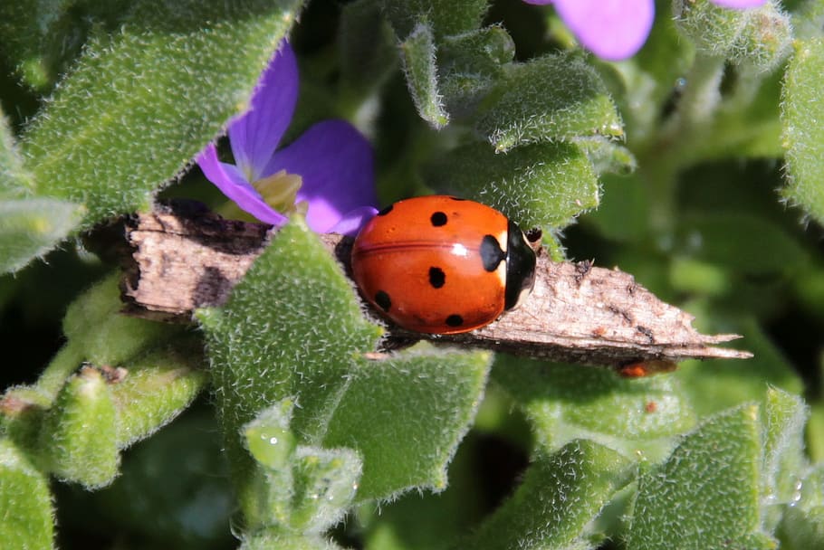 ladybug, beetle, coccinellidae, insect, nature, red, points HD wallpaper