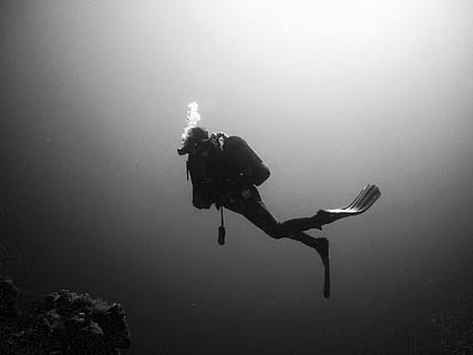 person diving underwater grayscale photo, divers, underwater world HD wallpaper