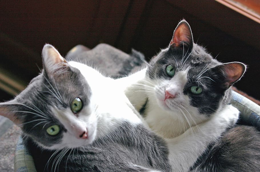 two cats looking at camer a, hug, complicity, domestic, pets HD wallpaper