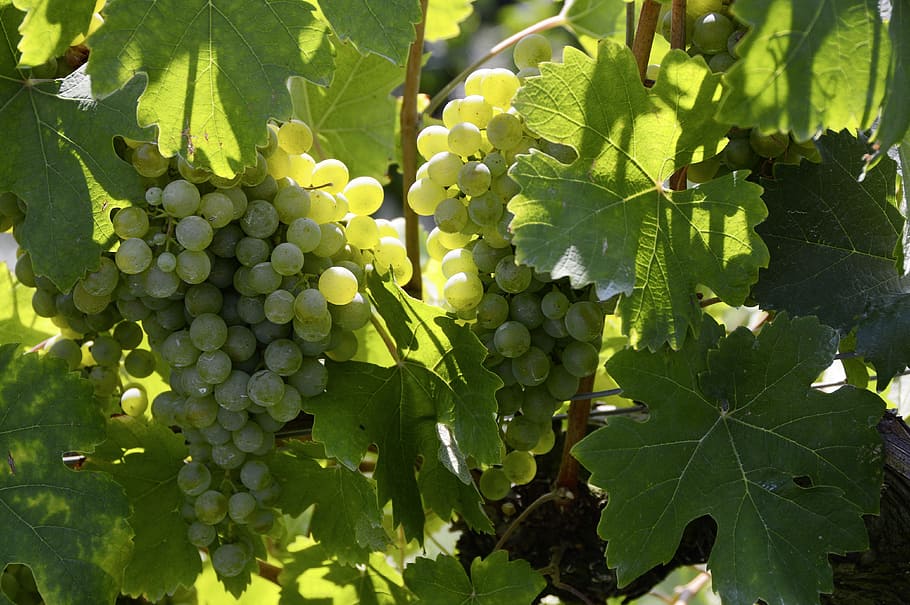 grapes, winegrowing, vine, ripe grapes, vines stock, food, fruits, HD wallpaper