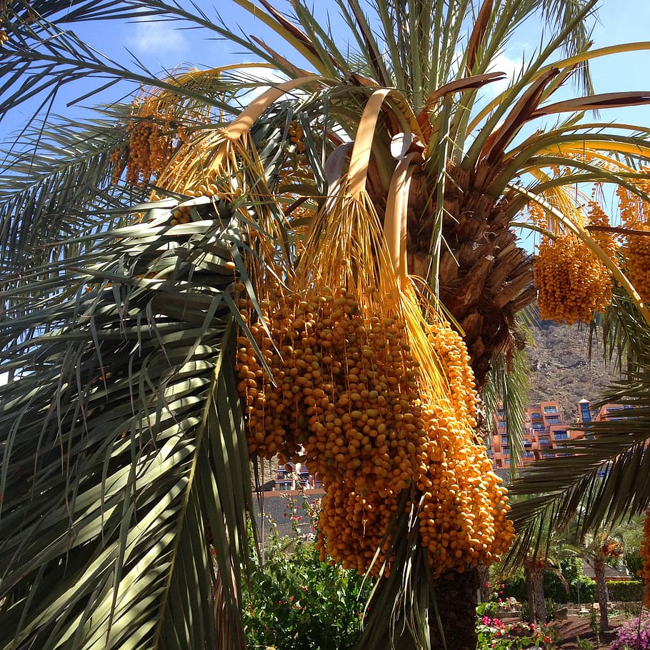 Palms, Dates, Palm Tree, Natural, Plant, summer, nature, agriculture HD wallpaper