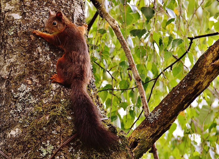 squirrel, nager, cute, nature, rodent, climb, garden, eat, brown HD wallpaper
