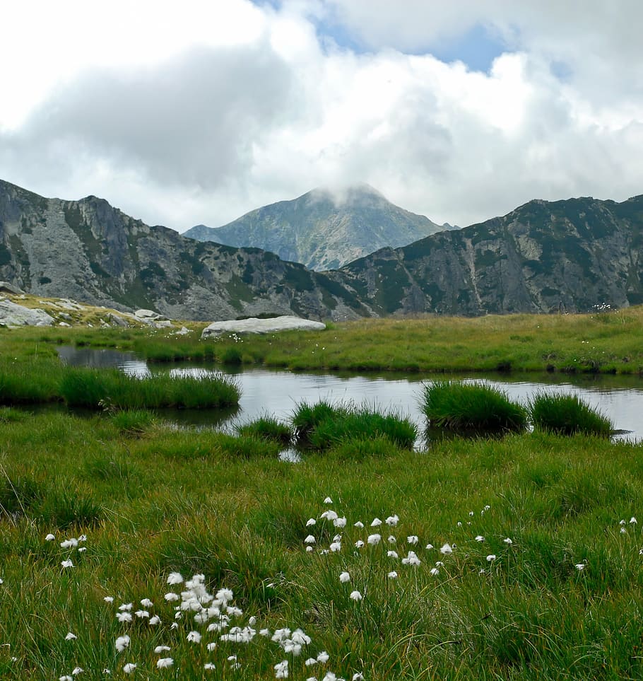 flora, mountain, lake, summer, nature, landscape, cloud, idyllic HD wallpaper
