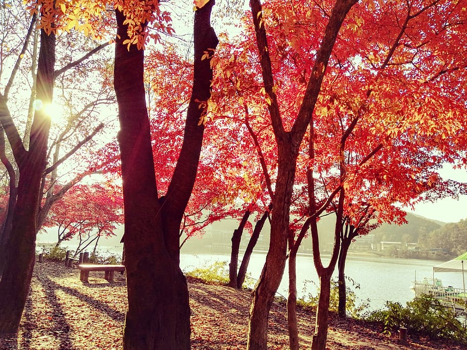 Sunscreen, Tree, Lakeside, nature, autumn, tree trunk, branch HD wallpaper