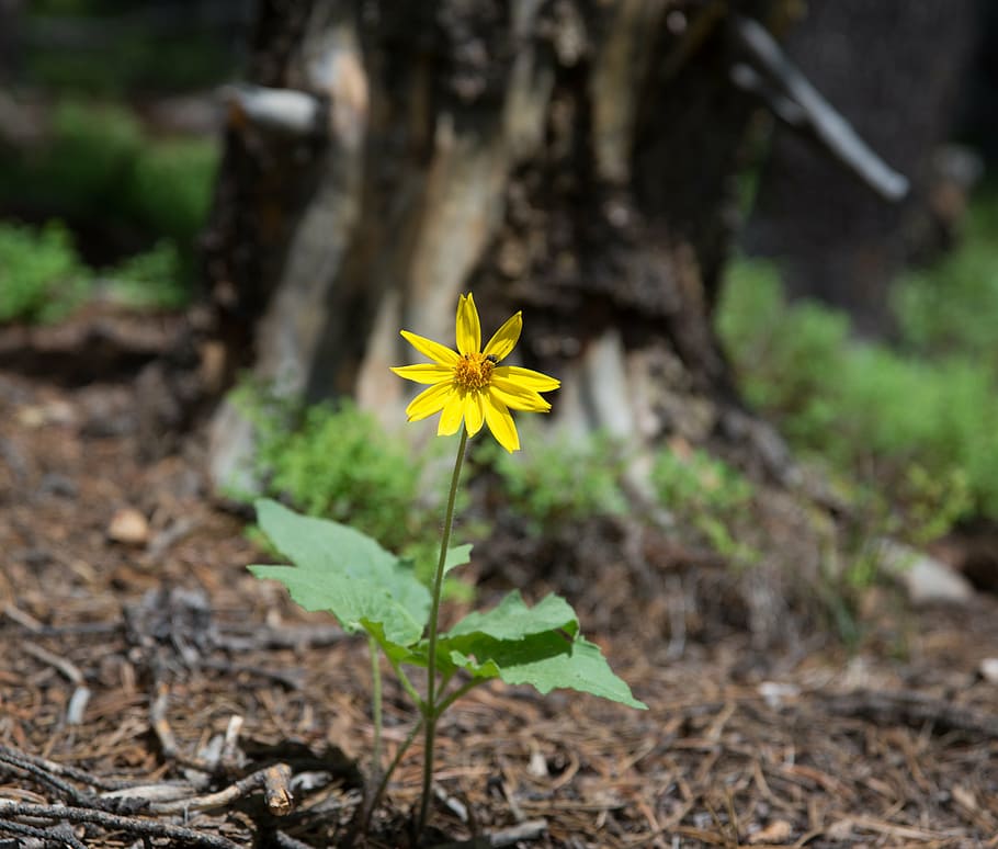 flower, wyoming, mountain, focus on foreground, no people, fragility HD wallpaper