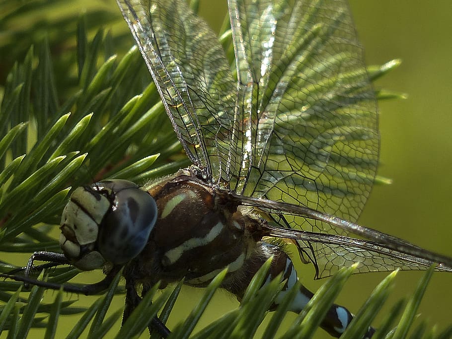 dragonfly, blue, black, brown, macro, head, insect, nature HD wallpaper