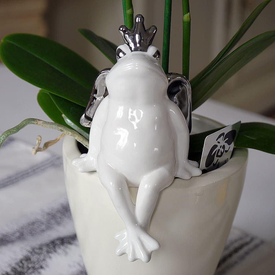 frog prince, white, deco, figure, decorative, home, still life HD wallpaper