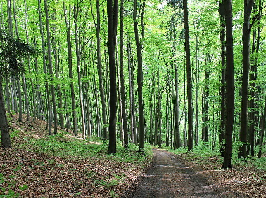 walkway surrounded by trees, forest, path, forest road, green HD wallpaper