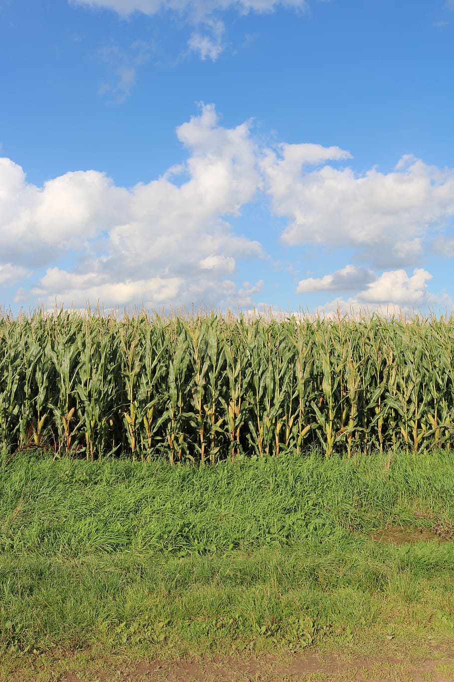 fields, corn, agriculture, cornfield, harvest, food, corn on the cob HD wallpaper