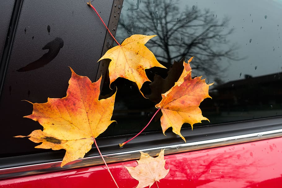 auto, window, red, mirroring, tree, aesthetic, maple, autumn HD wallpaper
