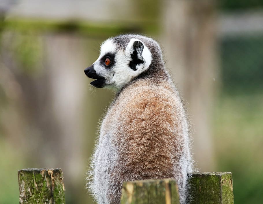 lemur, monkey, madagascar, animal, wild, mammal, wildlife, primate HD wallpaper