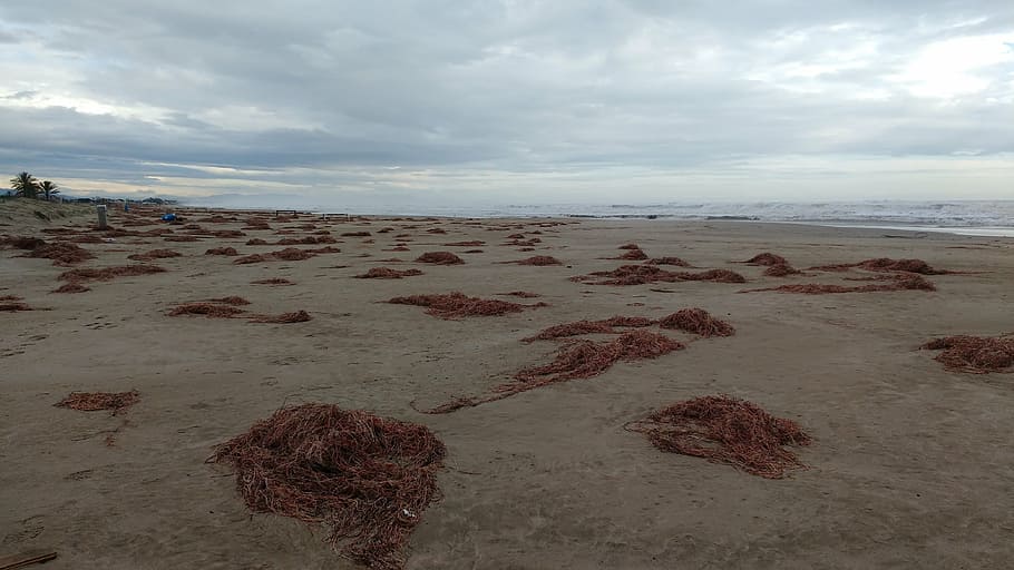 algae, cloudy, beach, sand, sea, shore, mediterranean, costa HD wallpaper