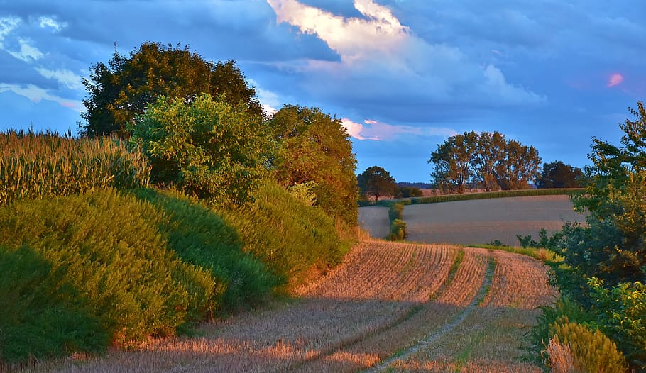 green tree and brown grass during sunset, landscape, evening sky HD wallpaper