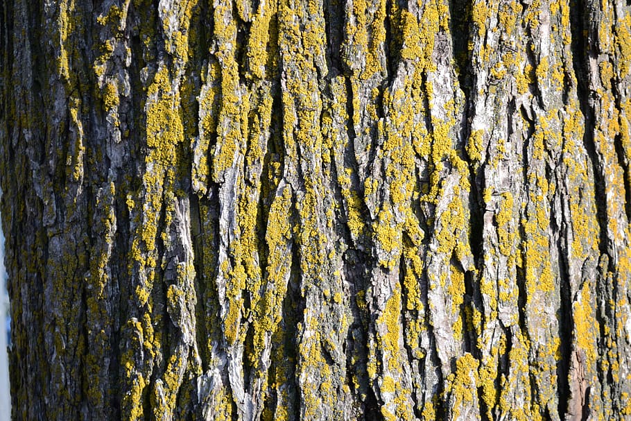 tree, texture, natural, wood, forest, pattern, full frame, textured HD wallpaper