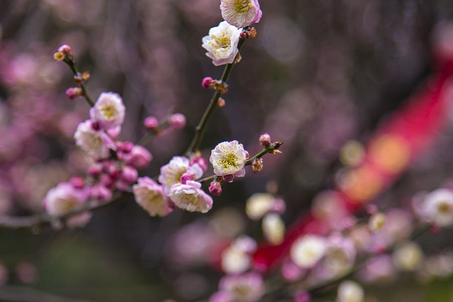 plum blossom, wuxi, plum garden, short-focus close-up, flower, HD wallpaper