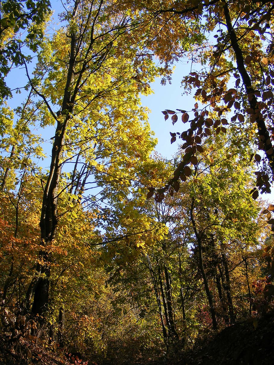 fall, forest, golden, leaves, red, rusty, trees, autumn, nature HD wallpaper