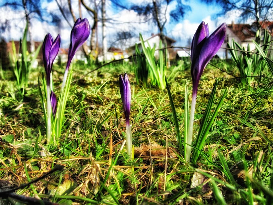 Crocus, Flowers, Spring, Nature, Outside, macro, close-up, hdr HD wallpaper