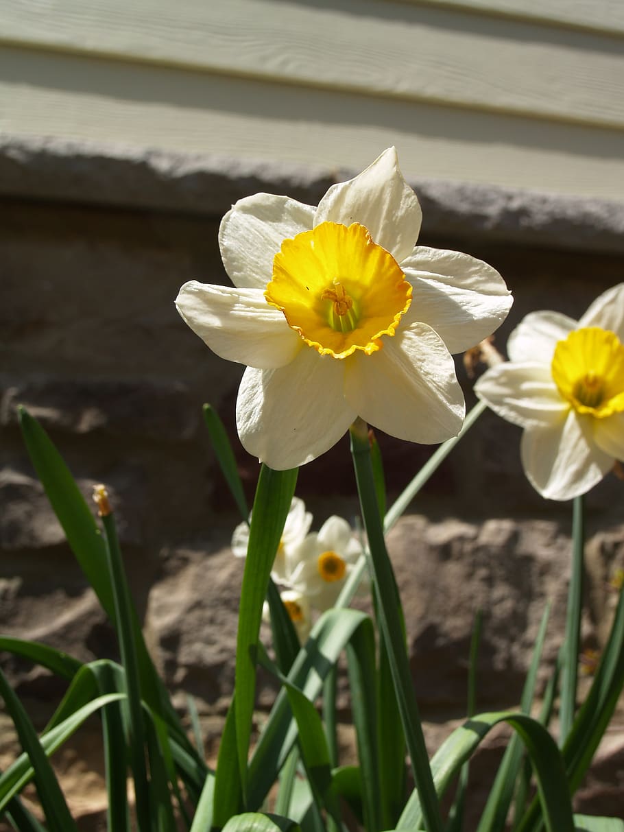 flowers, spring, yard, blossom, flowering plant, fragility HD wallpaper