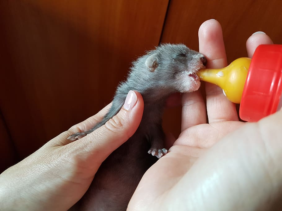 ferret, feeding, bottle, human hand, human body part, one animal HD wallpaper