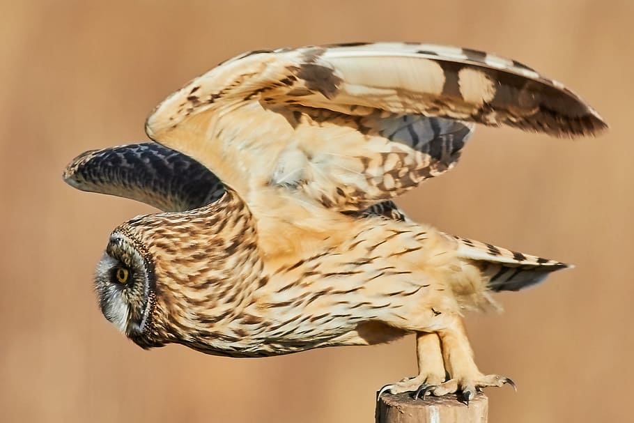 brown owl with open wings, selective-focus photography of brown owl
